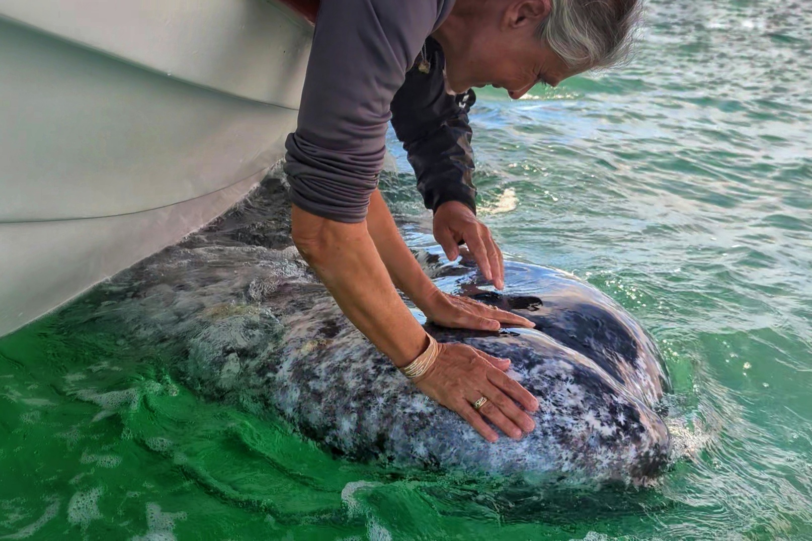 Main posée sur une baleine grise